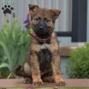 Kira, German Shepherd Puppy